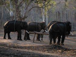 Jungle inhabitants, taming the elephants
