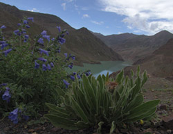 Tibetan medicine